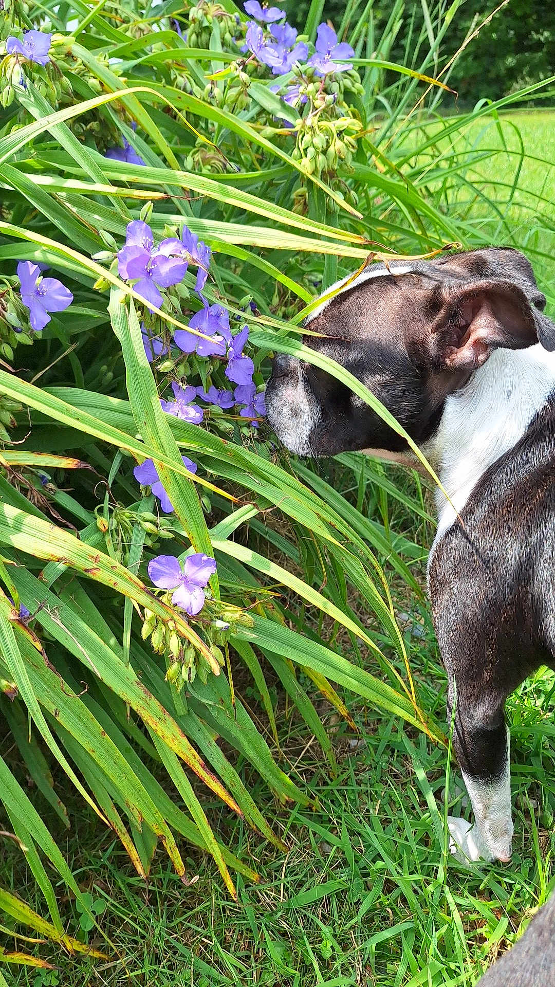 Luna joined the competition — help win amazing prizes! dog, flower, purple_flower, grass, greenery, nature, outdoors, pet, sniffing, curious, leaf, plant, canine, animal, summer, garden, closeup, side_view, black_and_white, daylight