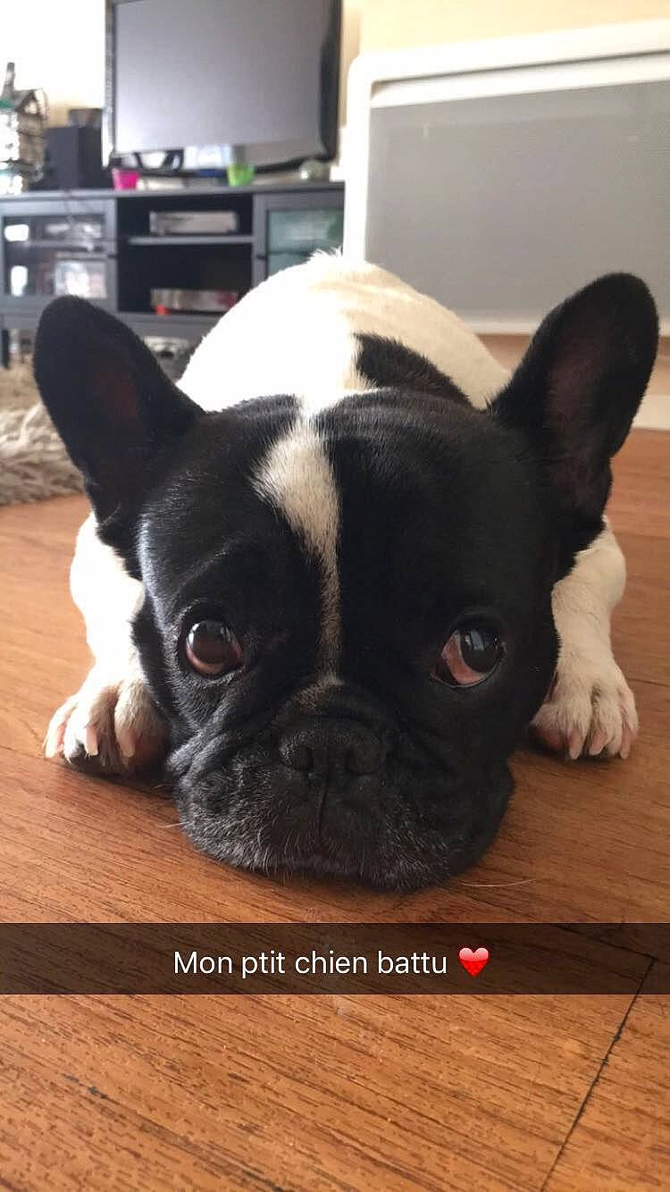 Jazzy participe au concours pour gagner de l'argent avec cette photo : boston_terrier, bulldog, canidae, carnivore, close_up, companion_dog, dog, dog_breed, ear, eye, fawn, french_bulldog, mammal, non_sporting_group, nose, puppy, skin, snout, toy_bulldog, vertebrate
