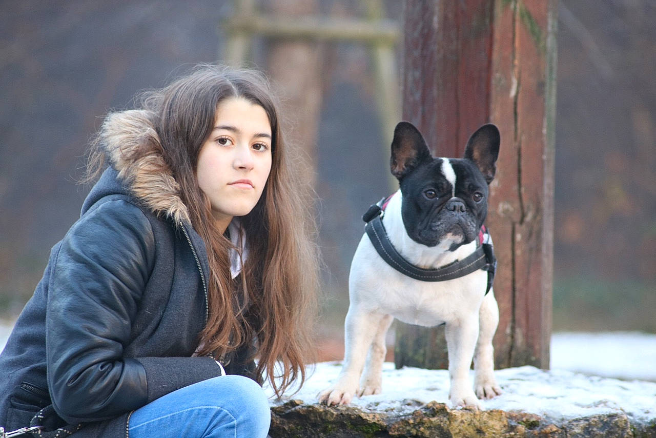 Jazzy a rejoint le concours — aidez-le/la à gagner de superbes lots ! canidae, carnivore, companion_dog, dog, dog_breed, fawn, french_bulldog, mammal, non_sporting_group, vertebrate, winter
