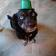 Little Foot joined the competition — help win amazing prizes! dog, pet, hat, green_hat, floor, tile_floor, indoor, looking_up, wide_eyes, black_dog, brown_markings, collar, domestic_animal, cute, animal, companion, home, person_feet, jeans, socks