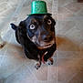 dog, pet, hat, green_hat, floor, tile_floor, indoor, looking_up, wide_eyes, black_dog, brown_markings, collar, domestic_animal, cute, animal, companion, home, person_feet, jeans, socks
