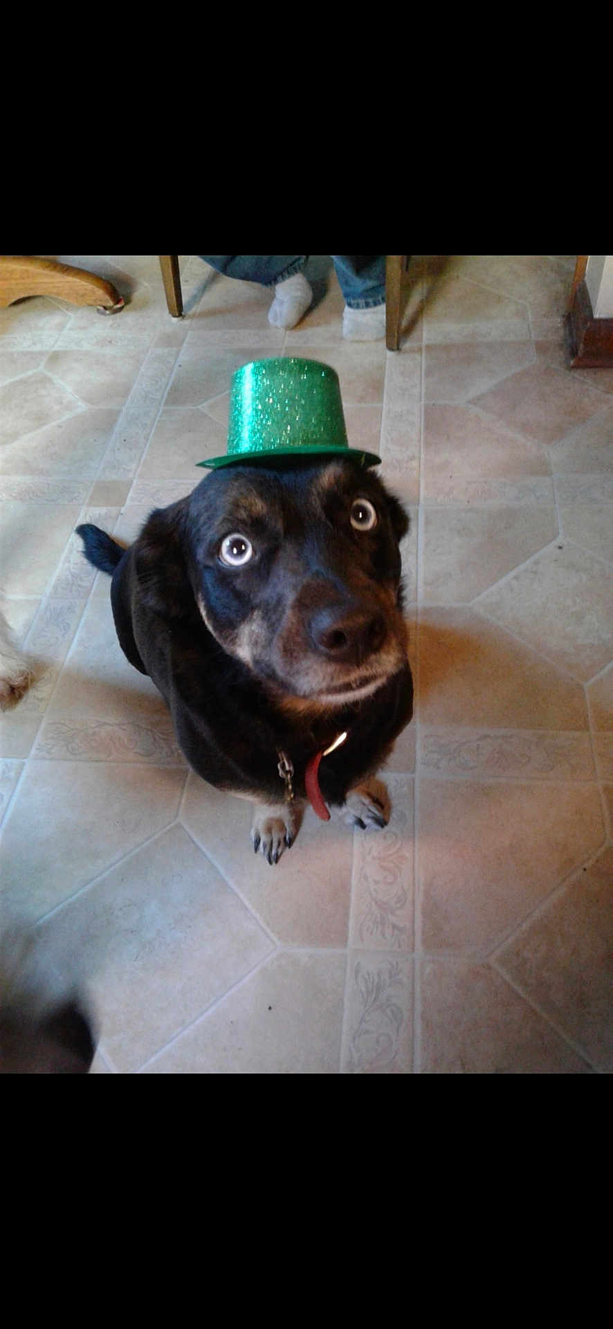 Little Foot joined the competition — help win amazing prizes! dog, pet, hat, green_hat, floor, tile_floor, indoor, looking_up, wide_eyes, black_dog, brown_markings, collar, domestic_animal, cute, animal, companion, home, person_feet, jeans, socks