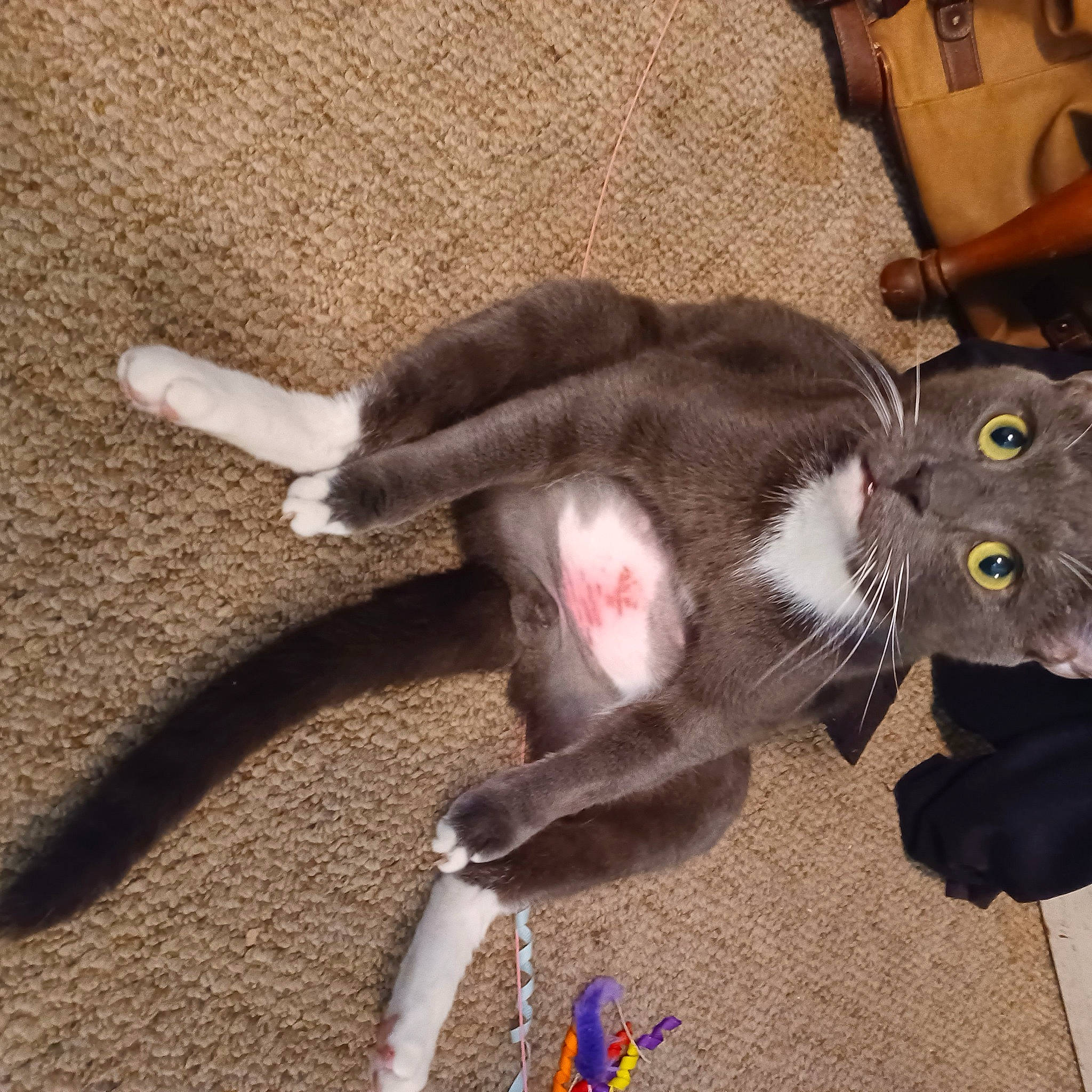 Ajax is registered to the contest to win money with this photo: canidae, carnivore, cat, cat_toy, claw, collar, dog_breed, domestic_short_haired_cat, fashion_accessory, fawn, felidae, flooring, fur, paw, plant, small_to_medium_sized_cats, snout, sporting_group, tail, whiskers