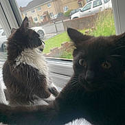 Bugs And Midnight joined the competition — help win amazing prizes! animal, black_cat, car, cat, closeup, curious, daytime, domestic, feline, grass, house, indoor, looking_outside, outdoor_view, pet, playful, residential_area, white_and_black_cat, window, windowsill