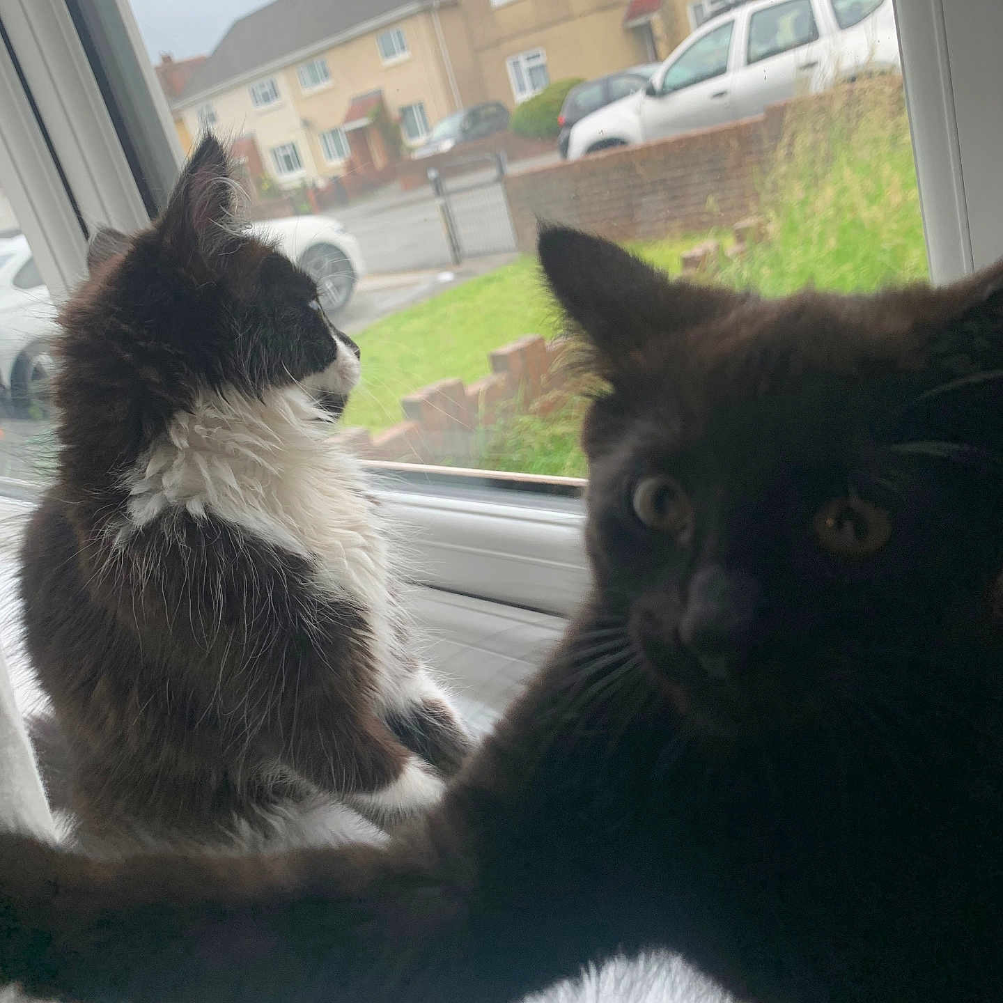 Bugs And Midnight joined the competition — help win amazing prizes! animal, black_cat, car, cat, closeup, curious, daytime, domestic, feline, grass, house, indoor, looking_outside, outdoor_view, pet, playful, residential_area, white_and_black_cat, window, windowsill
