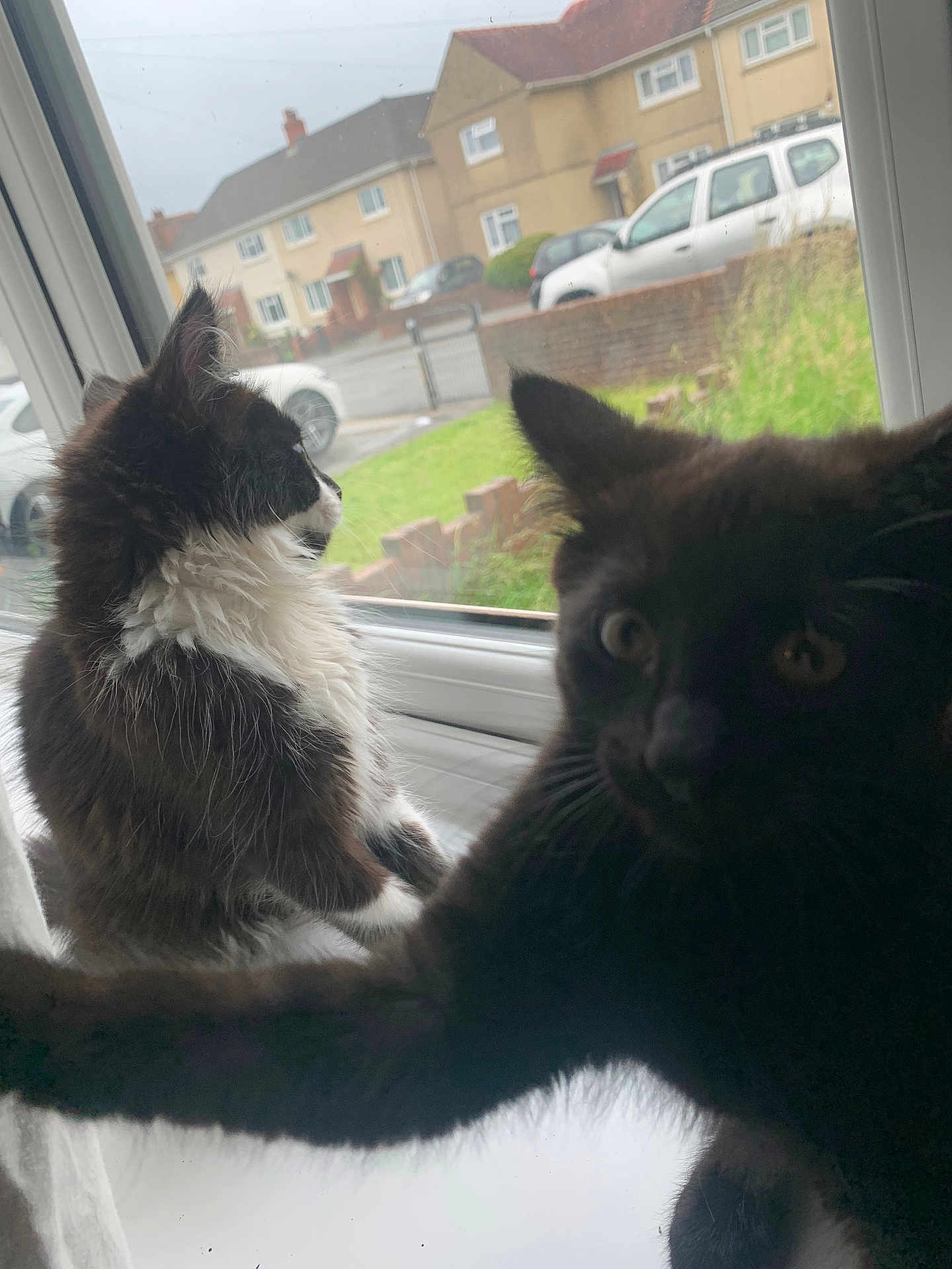 Bugs And Midnight joined the competition — help win amazing prizes! animal, black_cat, car, cat, closeup, curious, daytime, domestic, feline, grass, house, indoor, looking_outside, outdoor_view, pet, playful, residential_area, white_and_black_cat, window, windowsill