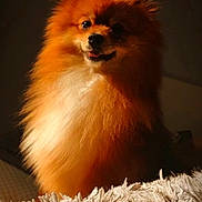 Saphira a rejoint le concours — aidez-le/la à gagner de superbes lots ! dog, pomeranian, fluffy, orange_fur, pet, indoor, portrait, sunlight, happy, smiling, furry, animal, cute, small_dog, texture, rug, warm_light, closeup, fur, companion