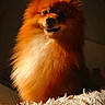 animal, closeup, companion, cute, dog, fluffy, fur, furry, happy, indoor, orange_fur, pet, pomeranian, portrait, rug, small_dog, smiling, sunlight, texture, warm_light