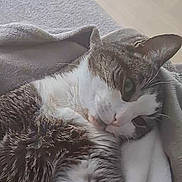 Gucci participe au concours pour gagner de l'argent avec cette photo : cat, feline, pet, animal, tabby, fur, whiskers, blanket, resting, relaxed, indoor, cozy, soft, sleepy, comfort, cute, closeup, laying, domestic, mammal