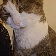 Gucci participe au concours pour gagner de l'argent avec cette photo : animal, background, calm, cat, close_up, curious, domestic_animal, face, feline, fur, indoor, looking_sideways, mammal, pet, portrait, sitting, soft_lighting, tabby, whiskers, white_markings