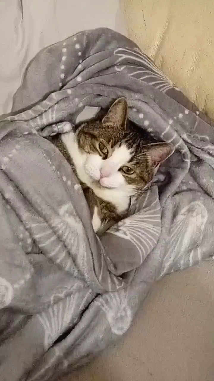 Gucci participe au concours pour gagner de l'argent avec cette photo : animal, blanket, cat, comfort, cozy, cute, cute_pet, domestic, fur, home, indoor, pet, relaxed, resting, sleepy, snuggled, soft, tabby, warm, whiskers