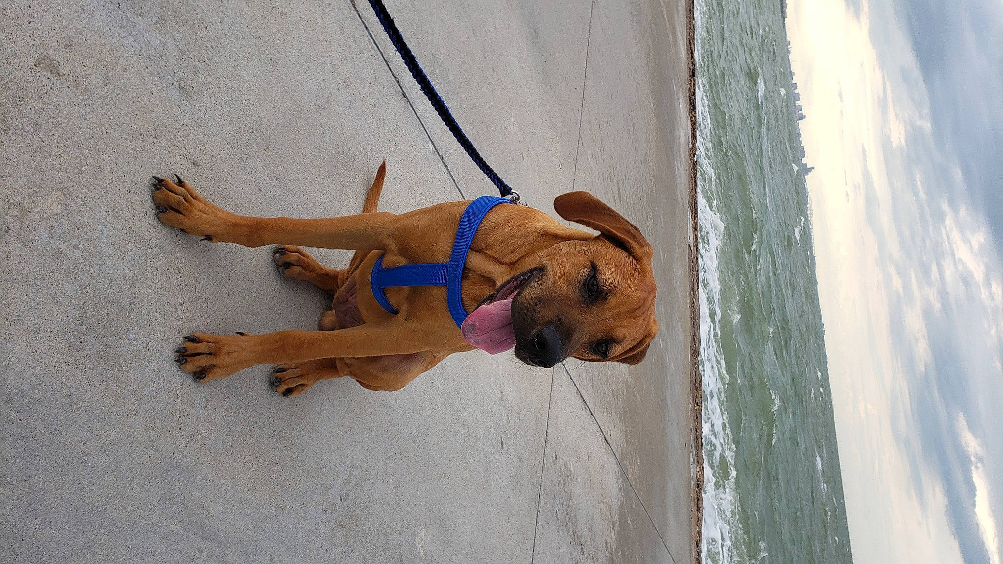 Zuko is registered to the contest to win money with this photo: black_mouth_cur, boerboel, canidae, carnivore, dog, dog_breed, fawn, rhodesian_ridgeback, snout, sporting_group, wood