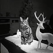 Klay is registered to the contest to win money with this photo: cat, tabby_cat, reindeer_figurine, miniature_house, snowy_surface, indoor, decor, animal, pet, feline, black_and_white, blurred_background, table, fur, whiskers, eyes, statue, holiday_decor, still_life, contrast