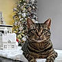 animal, cat, christmas_tree, close_up, cozy, decorative_house, feline, festive, fur, holiday, holiday_decor, indoor, lights, ornaments, pet, relaxed, tabby_cat, table, whiskers, white_fabric