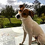 Riki a rejoint le concours — aidez-le/la à gagner de superbes lots ! dog, puppy, jack_russell_terrier, outdoor, greenery, grass, tree, cloudy_sky, table, curious, pet, animal, cute, canine, nature, sunlight, portrait, young_dog, ears, face
