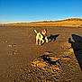 Riki a rejoint le concours — aidez-le/la à gagner de superbes lots ! dog, beach, sand, footprints, shadow, sunlight, blue_sky, running, outdoor, pet, harness, daytime, animal, playful, landscape, nature, summer, recreation, happy, vacation