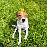 Riki a rejoint le concours — aidez-le/la à gagner de superbes lots ! dog, dandelion, flower, grass, outdoor, pet, animal, sitting, sunlight, greenery, nature, cute, canine, summer, playful, leaf, small_dog, field, sunny, relaxed