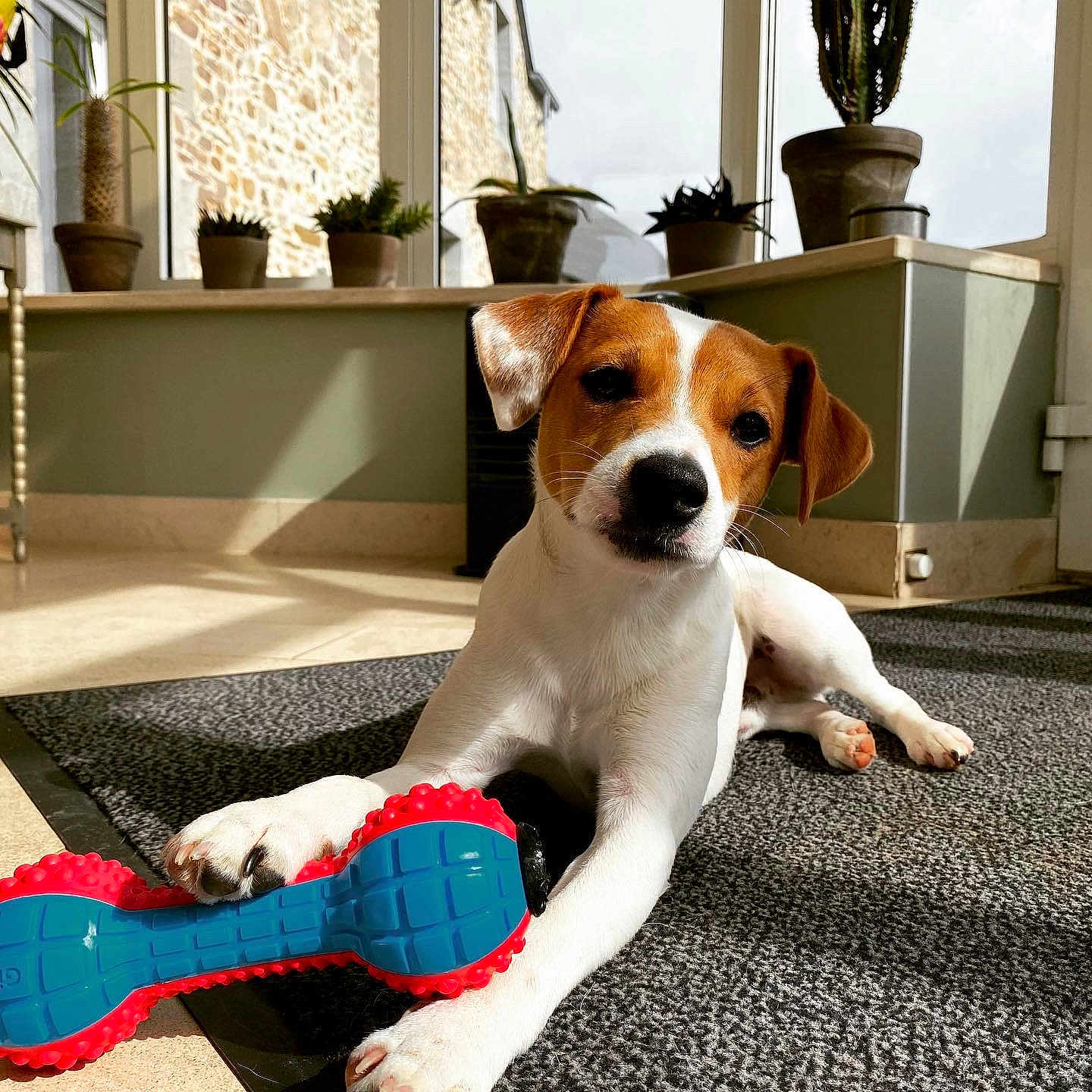 Riki participe au concours pour gagner de l'argent avec cette photo : dog, puppy, jack_russell, toy, chew_toy, indoor, sunlight, window, plant, potted_plant, floor, mat, curious, pet, animal, white, brown, paw, relaxed, domestic