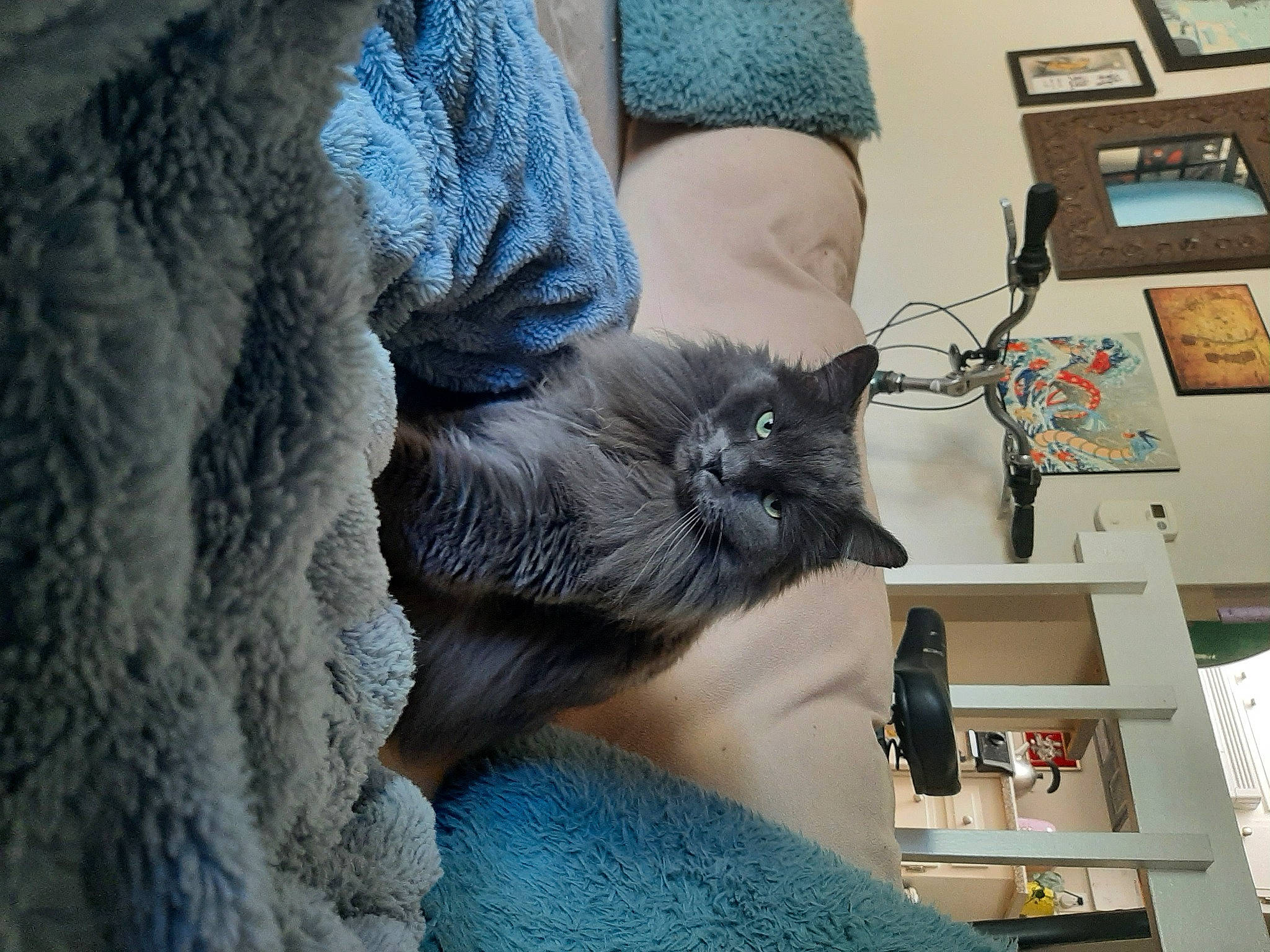 Rayne is registered to the contest to win money with this photo: black_cat, canidae, carnivore, cat, claw, comfort, denim, domestic_short_haired_cat, electric_blue, fawn, felidae, fur, grey, human_leg, paw, small_to_medium_sized_cats, tail, thigh, whiskers, wool