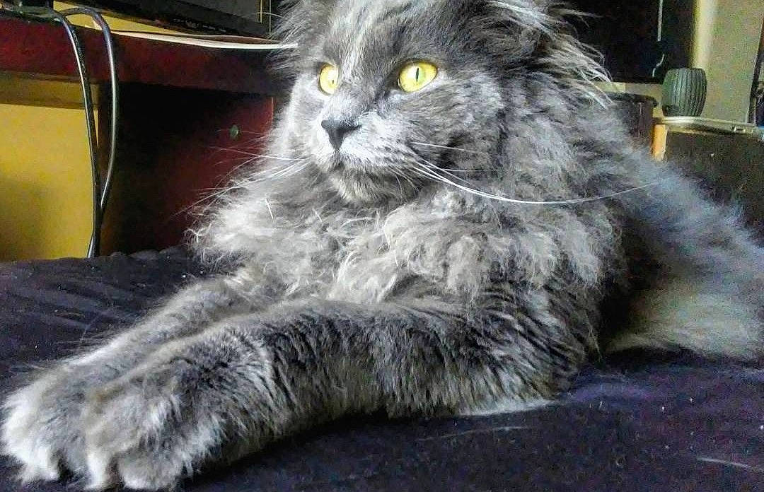 Rayne joined the competition — help win amazing prizes! british_longhair, carnivore, cat, chair, claw, comfort, domestic_short_haired_cat, felidae, fur, grey, persian, sitting, small_to_medium_sized_cats, snout, tail, terrestrial_animal, whiskers