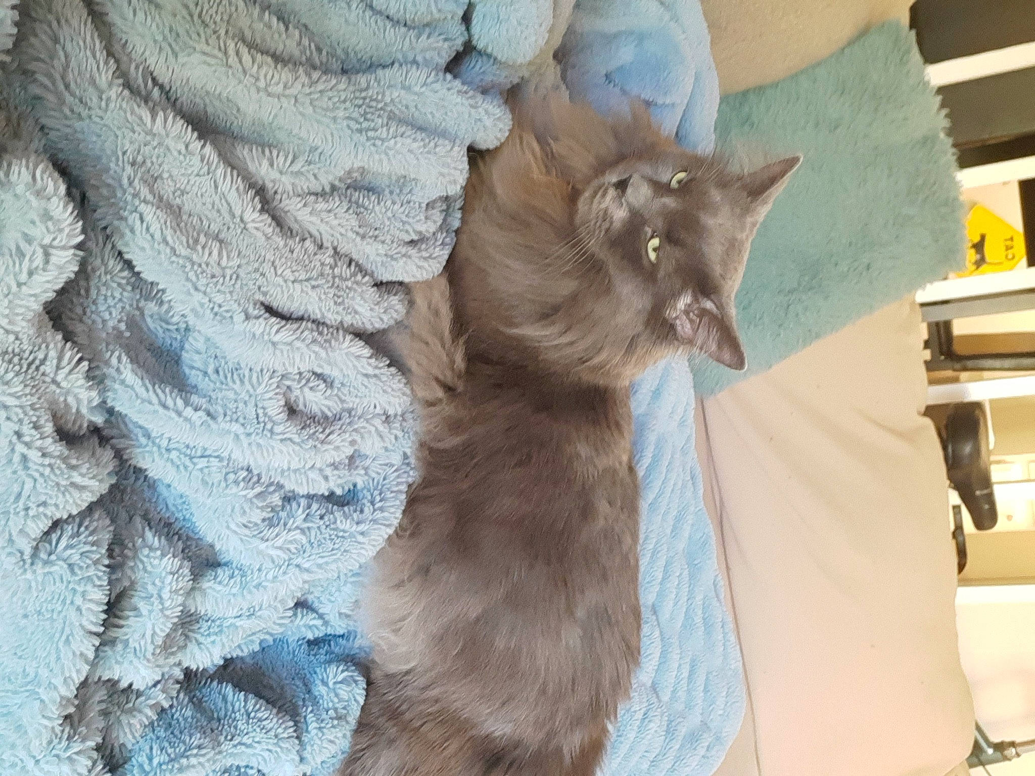 Rayne is registered to the contest to win money with this photo: black_cat, canidae, carnivore, cat, comfort, dog_breed, domestic_short_haired_cat, electric_blue, fawn, felidae, fur, grey, nap, pattern, paw, small_to_medium_sized_cats, tail, tree, whiskers, woven_fabric