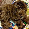 Xylo is registered to the contest to win money with this photo: animal, box, brown_fur, carpet, colorful, cozy, curly_fur, cute, dog, floor, fur, home, indoor, laying_down, looking_up, patchwork_quilt, pet, plush_toy, puppy, toy