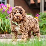 Xylo is registered to the contest to win money with this photo: animal, background_blur, brown, collar, curly_fur, cute, dog, flowers, garden, grass, greenery, nature, outdoor, pet, portrait, puppy, sidewalk, summer, white_patch, young