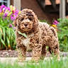 animal, background_blur, brown, collar, curly_fur, cute, dog, flowers, garden, grass, greenery, nature, outdoor, pet, portrait, puppy, sidewalk, summer, white_patch, young