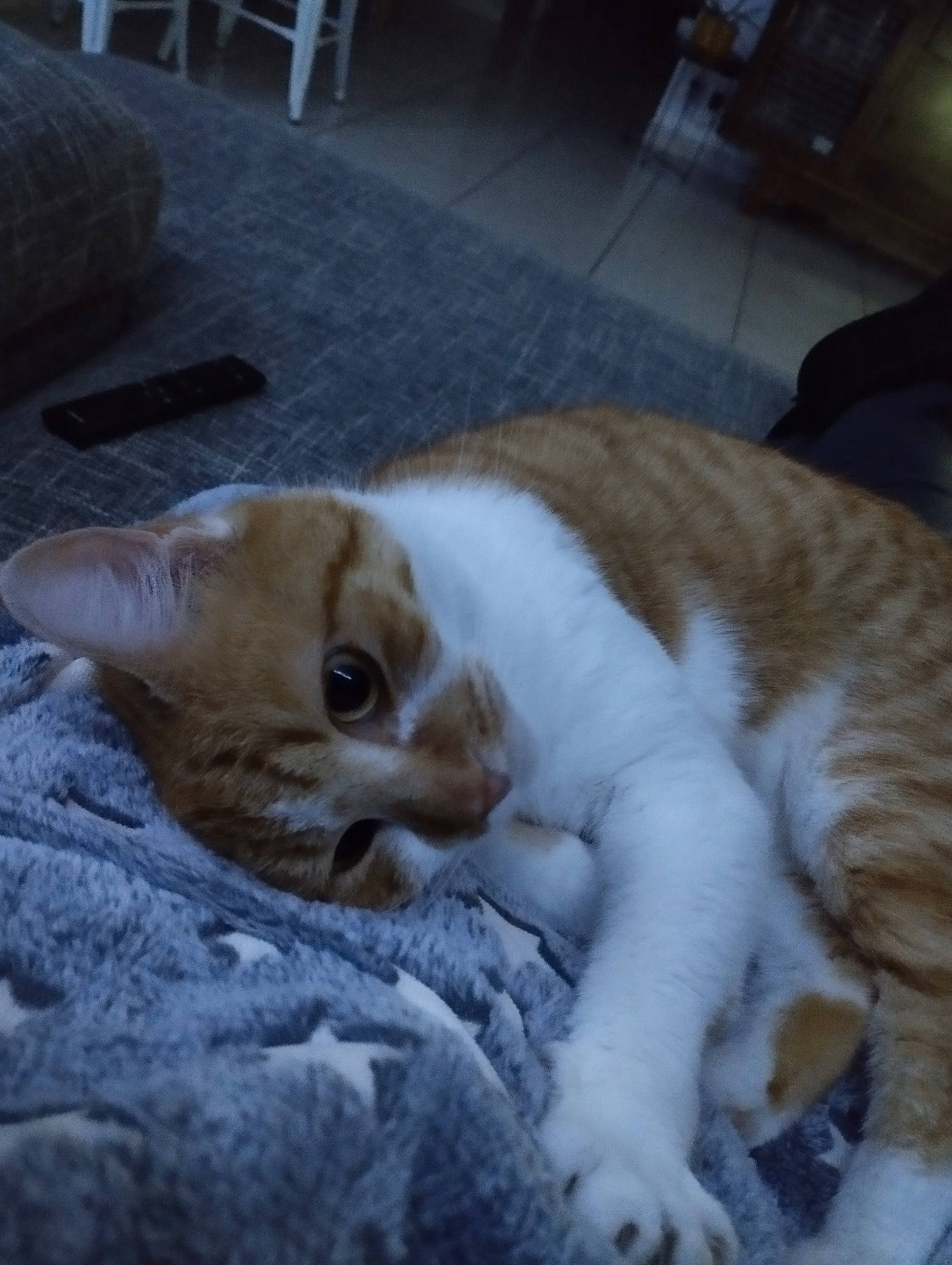 Tokyo a rejoint le concours — aidez-le/la à gagner de superbes lots ! canidae, carnivore, cat, chair, claw, comfort, domestic_short_haired_cat, fawn, felidae, flooring, fur, linens, nap, paw, sleep, small_to_medium_sized_cats, snout, tail, terrestrial_animal, whiskers