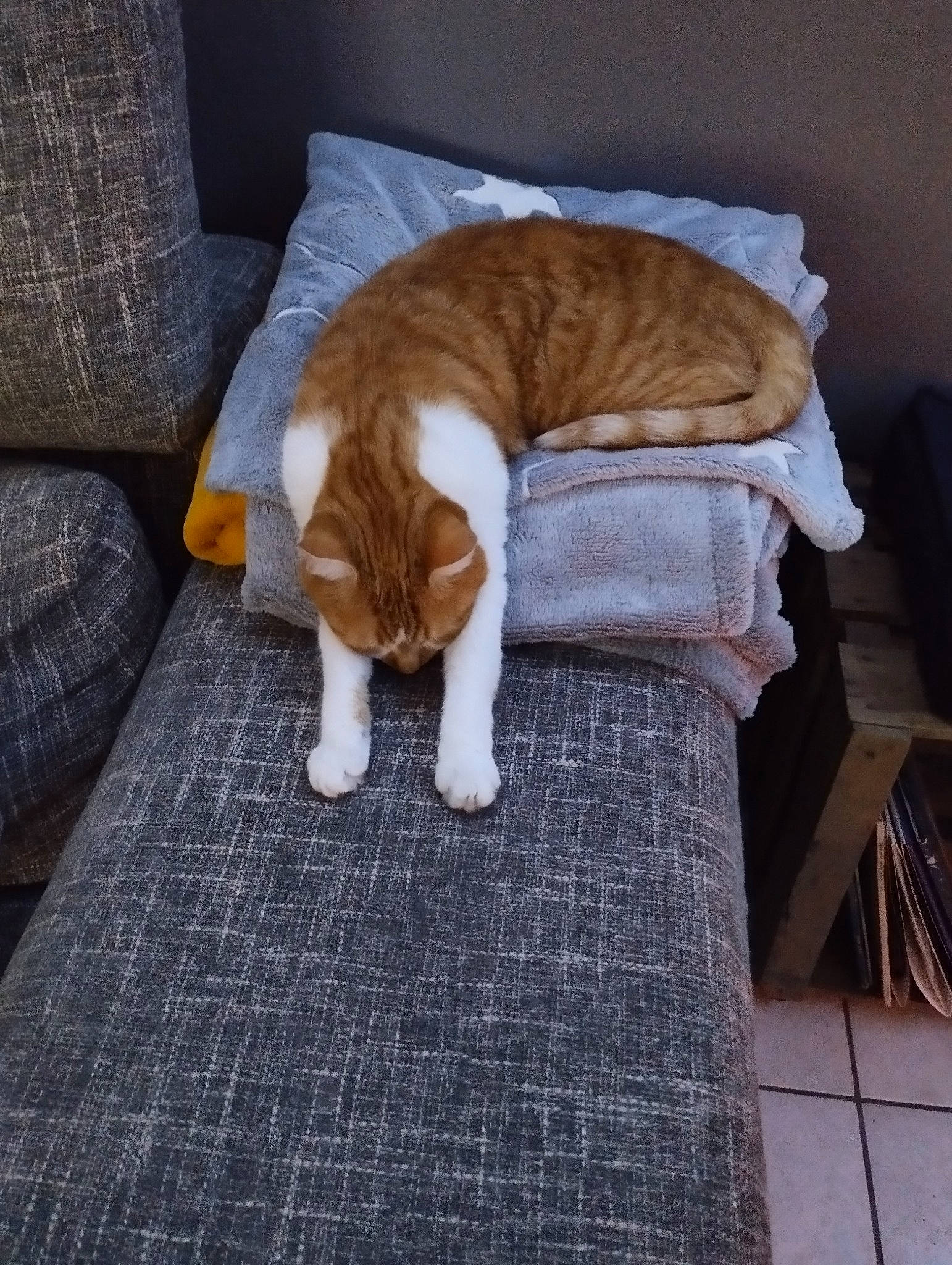 Tokyo participe au concours pour gagner de l'argent avec cette photo : carnivore, cat, comfort, companion_dog, couch, fawn, felidae, floor, flooring, fur, grey, hardwood, human_leg, linens, small_to_medium_sized_cats, snout, tail, tree, whiskers, wood