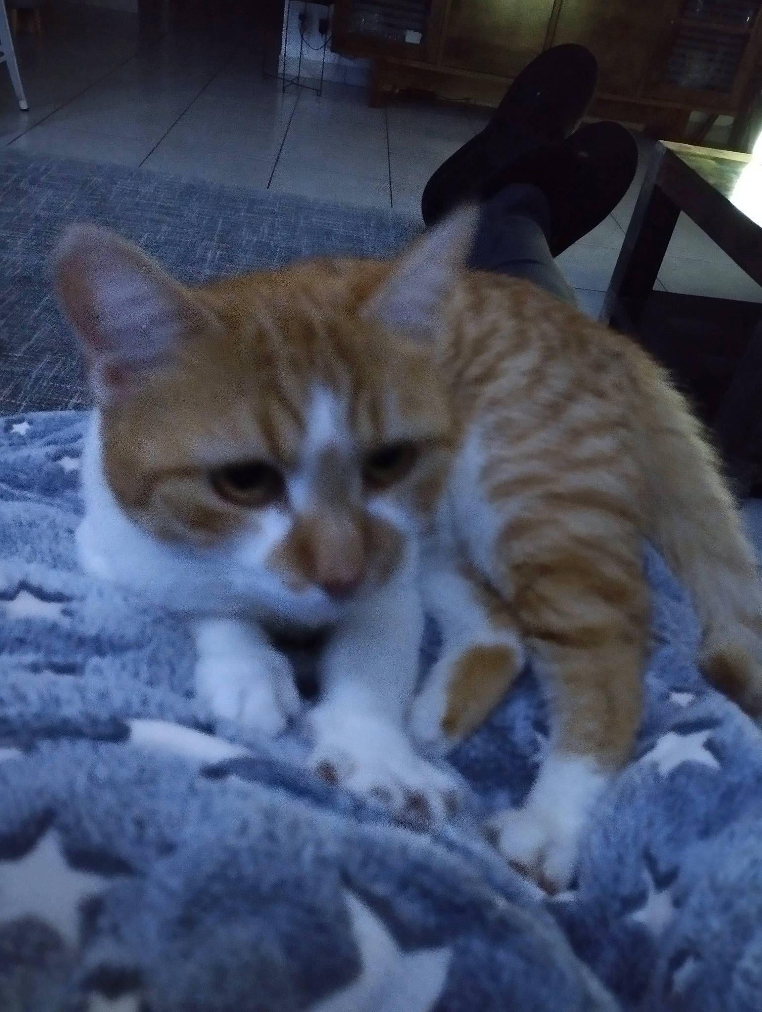 Tokyo a rejoint le concours — aidez-le/la à gagner de superbes lots ! carnivore, cat, chair, claw, comfort, domestic_short_haired_cat, felidae, flooring, fur, nap, paw, small_to_medium_sized_cats, tail, terrestrial_animal, whiskers, wood