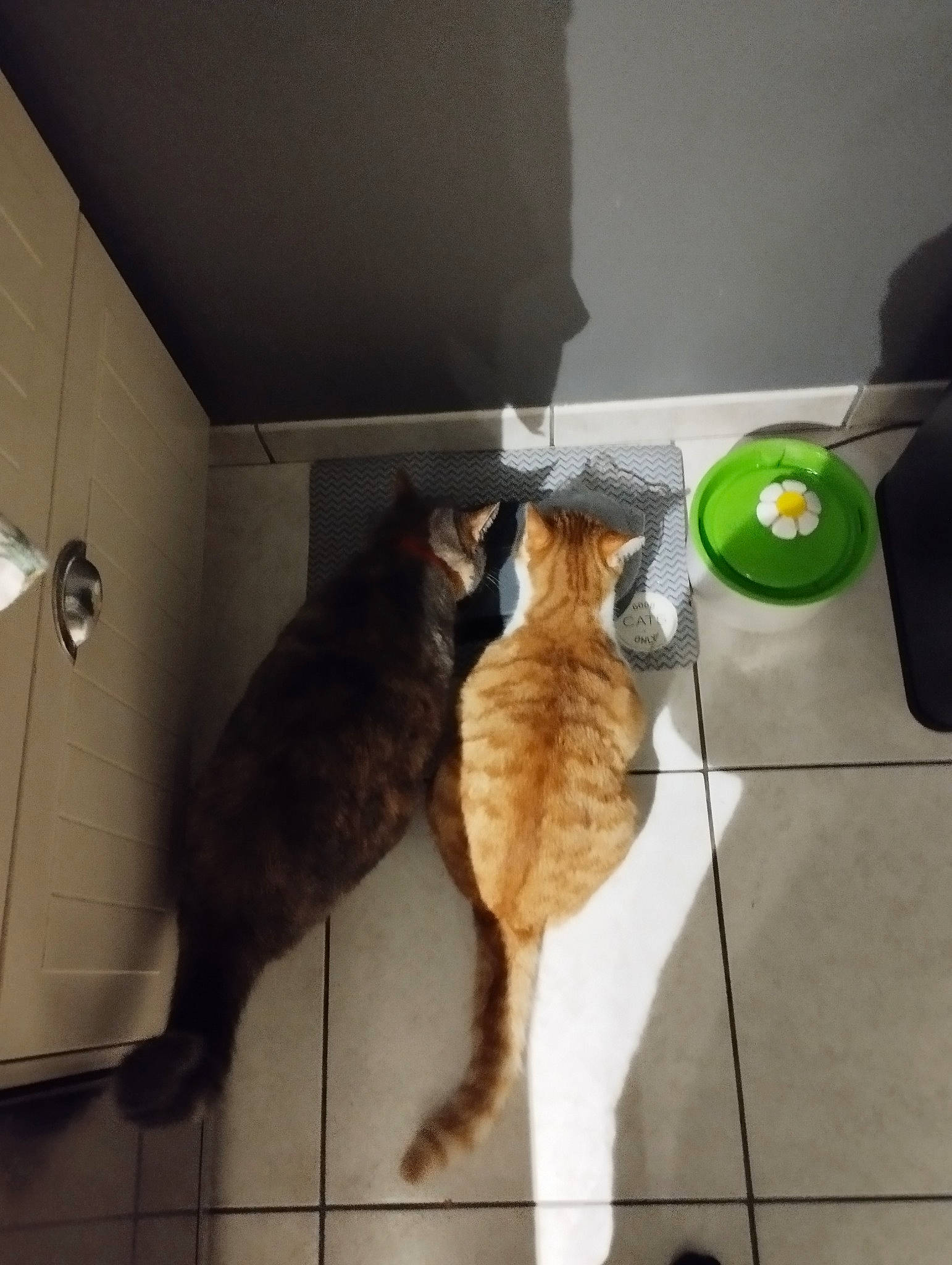 Tokyo a rejoint le concours — aidez-le/la à gagner de superbes lots ! carnivore, cat, claw, comfort, domestic_short_haired_cat, felidae, floor, flooring, fur, hardwood, paw, room, small_to_medium_sized_cats, tail, whiskers, wood