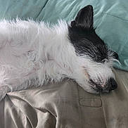 Luna is registered to the contest to win money with this photo: animal, bed, black, canine, closeup, comfort, cozy, cute, dog, fur, indoor, napping, peaceful, pet, pillow, relaxation, rest, sleeping, soft, white