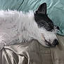 animal, bed, black, canine, closeup, comfort, cozy, cute, dog, fur, indoor, napping, peaceful, pet, pillow, relaxation, rest, sleeping, soft, white