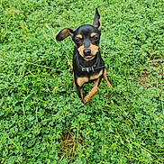 Tokyo participe au concours pour gagner de l'argent avec cette photo : dog, puppy, small_breed, toy_pinscher, black_and_tan, collar, sticking_tongue, grass, clover, dew, outdoor, nature, meadow, greenery, sitting, looking_up, one_ear_up, cute, pet, closeup