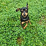 dog, puppy, small_breed, toy_pinscher, black_and_tan, collar, sticking_tongue, grass, clover, dew, outdoor, nature, meadow, greenery, sitting, looking_up, one_ear_up, cute, pet, closeup