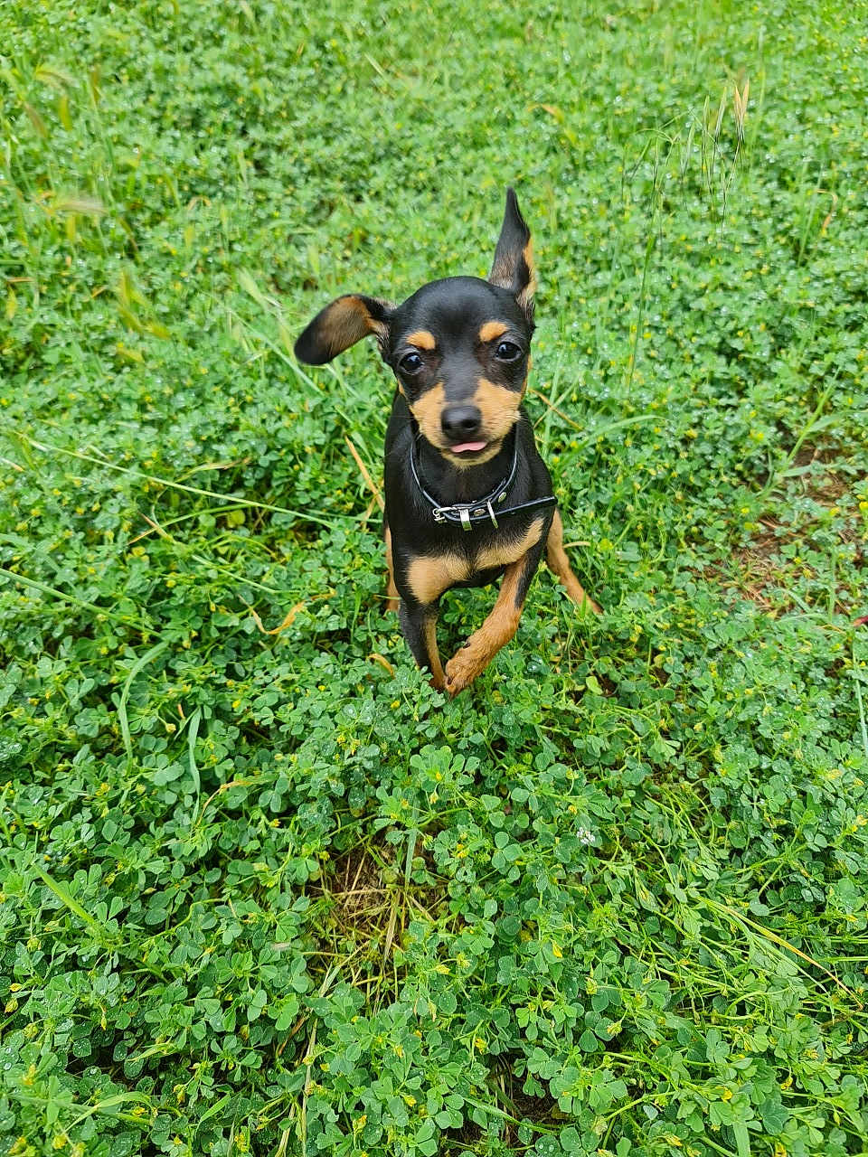 Tokyo participe au concours pour gagner de l'argent avec cette photo : dog, puppy, small_breed, toy_pinscher, black_and_tan, collar, sticking_tongue, grass, clover, dew, outdoor, nature, meadow, greenery, sitting, looking_up, one_ear_up, cute, pet, closeup