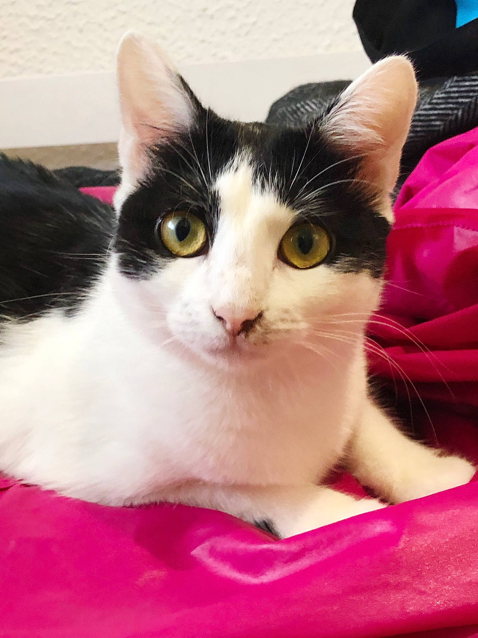 Azula participe au concours pour gagner de l'argent avec cette photo : aegean_cat, american_wirehair, carnivore, cat, domestic_short_haired_cat, felidae, japanese_bobtail, kitten, mammal, pink, small_to_medium_sized_cats, vertebrate, whiskers