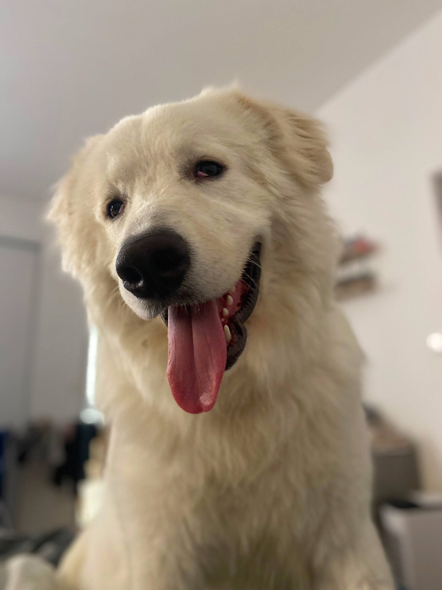 Luna participe au concours pour gagner de l'argent avec cette photo : canidae, carnivore, collar, companion_dog, dog, dog_breed, dog_collar, eye, fang, fur, great_pyrenees, happy, jaw, kuvasz, pet_supply, shout, snout, sporting_group, whiskers, working_animal