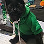 Azy participe au concours pour gagner de l'argent avec cette photo : cat, black_cat, hoodie, green_hoodie, pet, indoor, table, remote_control, papers, bottle, sofa, cushion, plush_toy, curious, animal_clothing, furniture, domestic, cute, looking, mammal