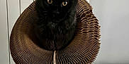 Azy a rejoint le concours — aidez-le/la à gagner de superbes lots ! cat, black_cat, cardboard, collar, pet, feline, animal, indoor, box, texture, ears, whiskers, eyes, sitting, cute, domestic, fur, home, pet_accessory, playful