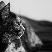 Nala participe au concours pour gagner de l'argent avec cette photo : abyssinian, animal, blackcat, bodypart, cat, chinchilla, couch, ear, furniture, kitten, manx, person, pet, rodent, siamese, sleeping, snout