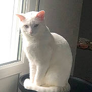 Abou a rejoint le concours — aidez-le/la à gagner de superbes lots ! abyssinian, angora, animal, barstool, cat, chair, egyptiancat, furniture, kitten, manx, pet, siamese, white, window, windowsill