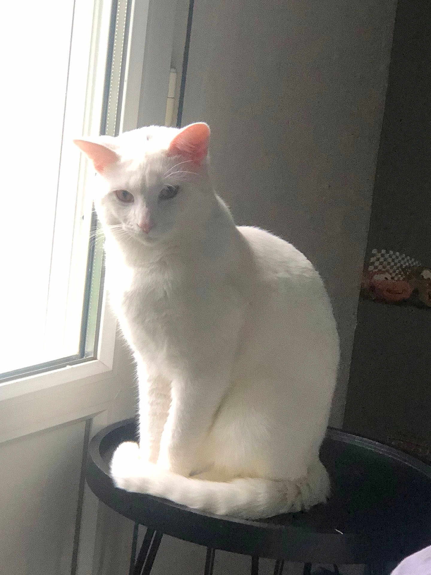 Abou a rejoint le concours — aidez-le/la à gagner de superbes lots ! abyssinian, angora, animal, barstool, cat, chair, egyptiancat, furniture, kitten, manx, pet, siamese, white, window, windowsill