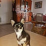 alert, animal, black_and_tan, chair, chihuahua, cozy, curious, dog, furniture, home_decor, indoor, living_room, pet, photo_collage, raised_paw, small_dog, table, tile_floor, well_lit, wooden_cabinet