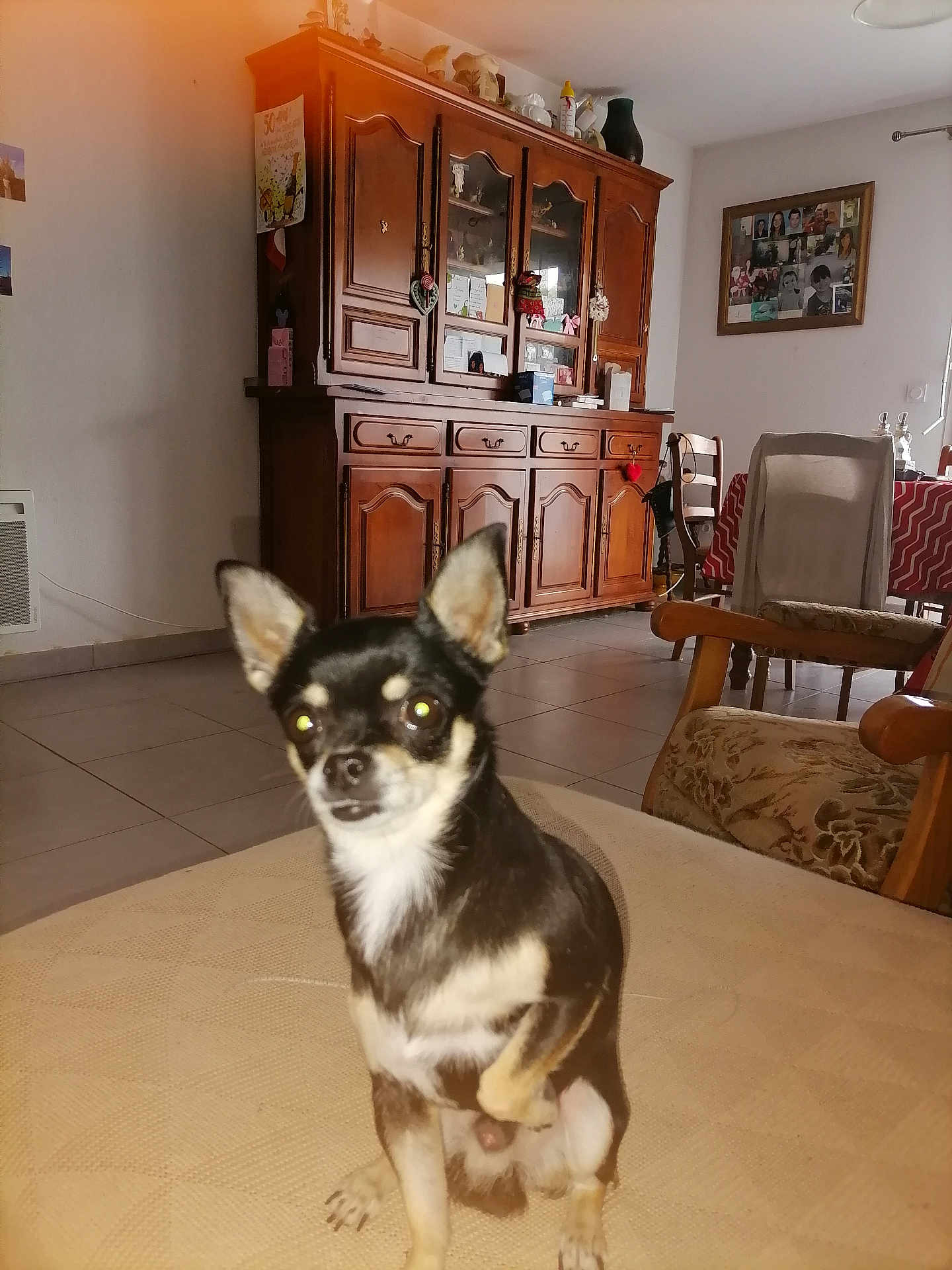 Poggy