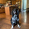 dog, spaniel, black_and_white, curly_fur, long_ears, sitting, portrait, indoors, kitchen, home, hardwood_floor, wooden_cabinets, island, pendant_lights, bar, bottles, dog_crate, household, pet, photography