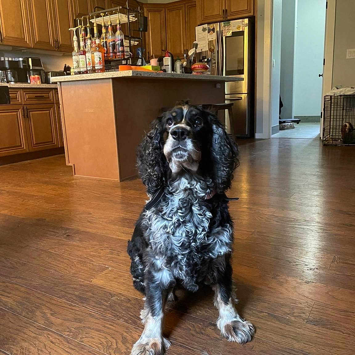 Amelia joined the competition — help win amazing prizes! dog, spaniel, black_and_white, curly_fur, long_ears, sitting, portrait, indoors, kitchen, home, hardwood_floor, wooden_cabinets, island, pendant_lights, bar, bottles, dog_crate, household, pet, photography