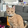 cat, ginger_cat, tabby, pet, indoor, table, collar, bell, furniture, living_room, blurred_background, curious, seated, domestic_animal, mammal, whiskers, ears, eyes, tail, cozy