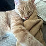 cat, orange_tabby, sleeping, paw, fur, cozy, resting, indoors, closeup, cute, pet, whiskers, relaxed, soft, feline, domestic_cat, nap, cushion, blanket, comfort